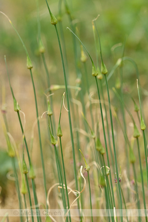 Moeslook; Field Garlic; Allium oleaceum