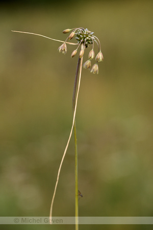 Moeslook; Field garlic; Allium oleraceum