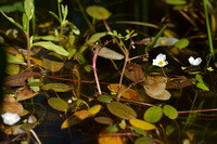 Drijvende Waterweegbree; Floating water plantain; Luronium natan