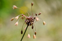Moeslook; Field Garlic; Allium oleraceum