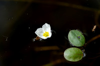 Drijvende waterweegbree; Floating water plantain; Luronium natans