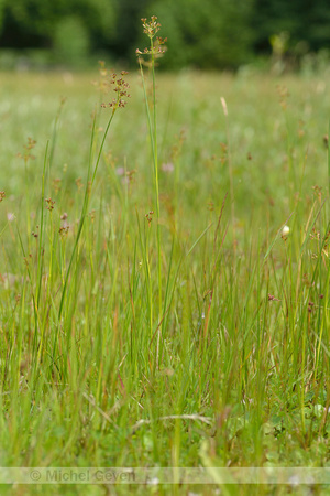 Veldrus; Sharp-flowered Rush; Juncus acutiflorus