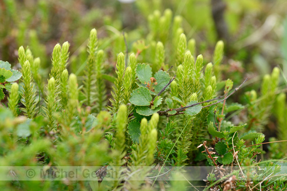 Interrupted Clubmoss; Lycopodium annotinum