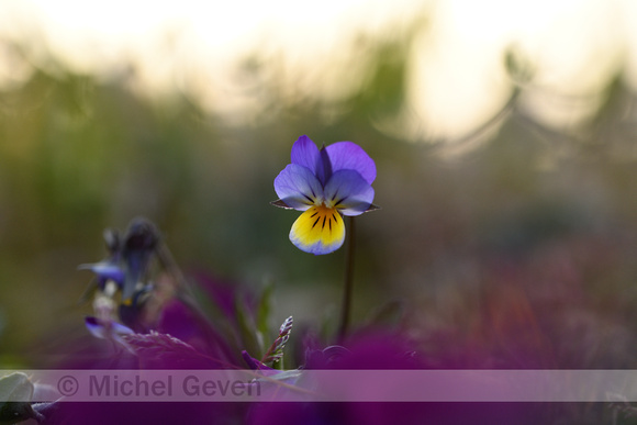 Tuinviooltje; Garden Pansy; Viola x wittrockiana