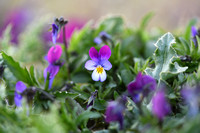 Tuinviooltje - Garden Pansy - Viola x wittrockiana