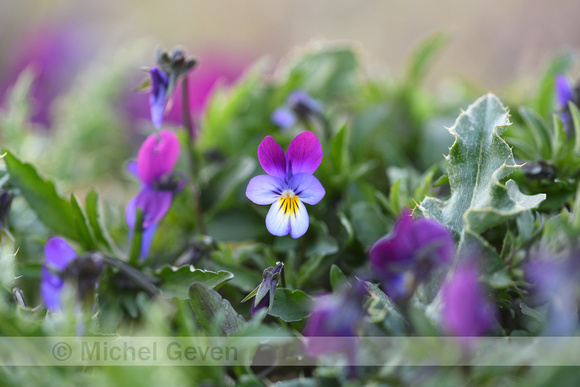 Tuinviooltje; Garden Pansy; Viola x wittrockiana