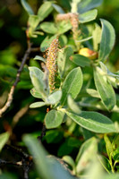 Wooly Willow; Salix lanata
