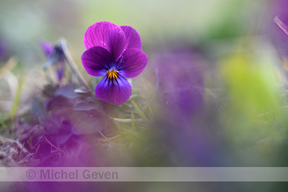 Tuinviooltje; Garden Pansy; Viola x wittrockiana