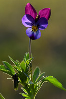 Tuinviooltje; Garden Pansy; Viola x wittrockiana