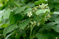 Bastaardframboos; Rubus idaeiodes