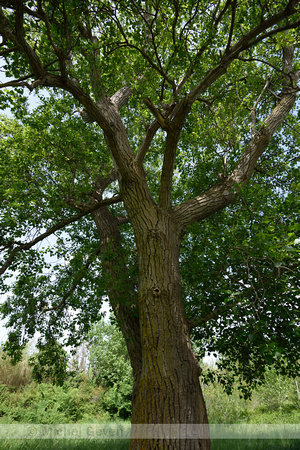 Zwarte populier; Black poplar; Populus nigra;