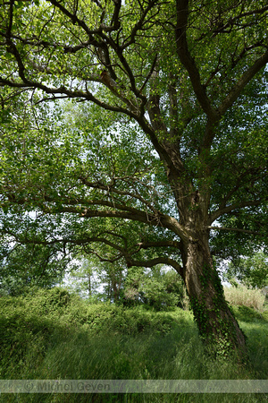 Zwarte populier; Black poplar; Populus nigra;