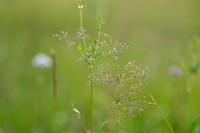 Gewoon struisgras - Common bent - Agrostis capillaris