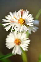 Smalle aster; Narrow-leaved Michaelmas-daisy; Aster lanceolatus