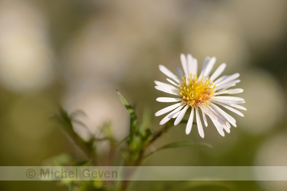 Smalle Aster; Narrow-leaved Michaelmas-daisy; Aster lanceolatus;