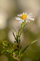 Smalle Aster; Narrow-leaved Michaelmas-daisy; Aster lanceolatus;
