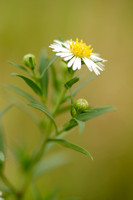 Smalle Aster; Narrow-leaved Michaelmas-daisy; Aster lanceolatus;