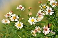 Smalle aster; Narrow-leaved Michaelmas-daisy; Aster lanceolatus