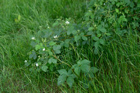Geplooide stokbraam; Rubus plicatus;