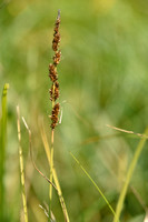 Ribbelzegge; American Fox-sedge; Carex vulpinoidea