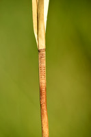 Ribbelzegge - American Fox-sedge - Carex vulpinoidea