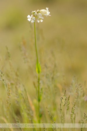 Zink Blaassilene; Bladder Campion; Silene vulgaris;