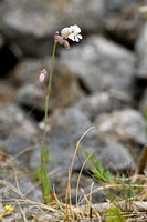 Zinkblaassilene; Bladder Campion; Silene vulgaris subsp. Humilis