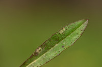 Spits havikskruid; Hieacium lactucella