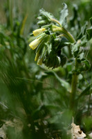 Ligurische gouddruppel; Golden-drop; Onosma fastigiata
