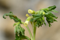 Ligurische gouddruppel; Golden-drop; Onosma fastigiata