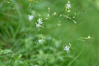 Vertakte graslelie; st. Bernard's Lily; Anthericum ramosum