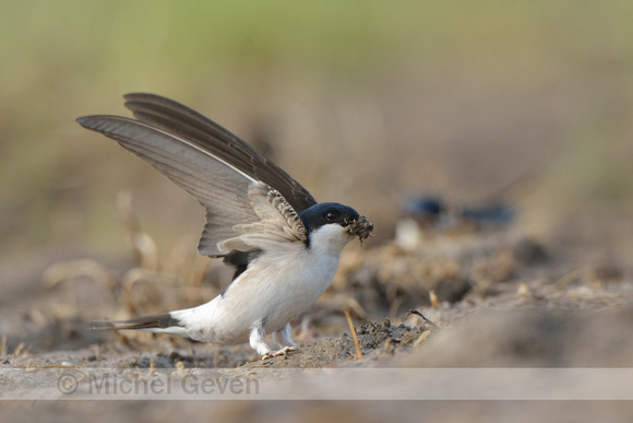 Huiszwaluw; Common House Martin; Delichon urbicum