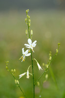 Vertakte graslelie - St. Bernard's Lily -Anthericum ramosum