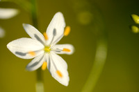 Vertakte graslelie; St. Bernard's Lily; Anthericum ramosum;