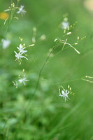 Vertakte graslelie; st. Bernard's Lily; Anthericum ramosum