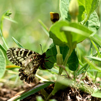 Zuidelijke Pijpbloemvlinder; Southern Festoon; Zerynthia polyxen