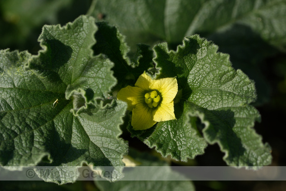 Springkomkommer; Squirting Cucumber; Ecballium elaterium