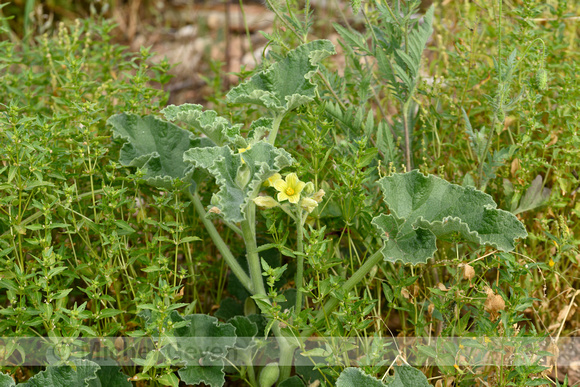 Springkomkommer; Squirting Cucumber; Ecballium elaterium