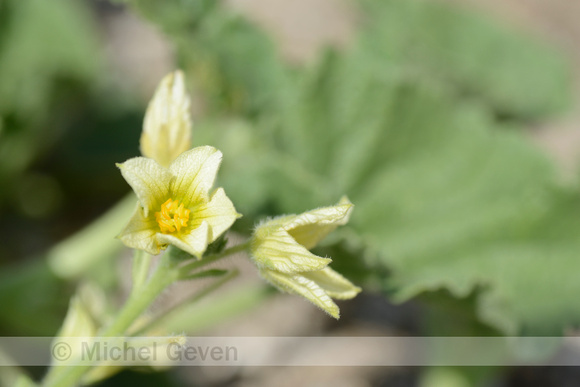 Springkomkommer; Squirting cucumber; Ecballium elaterium