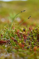Hudson-bay-sedge; Carex heleonastes