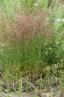 Rivierstruisriet; Calamagrostis pseudophragmites;