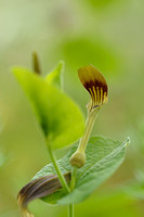 Smearwort; Aristolochia rotunda