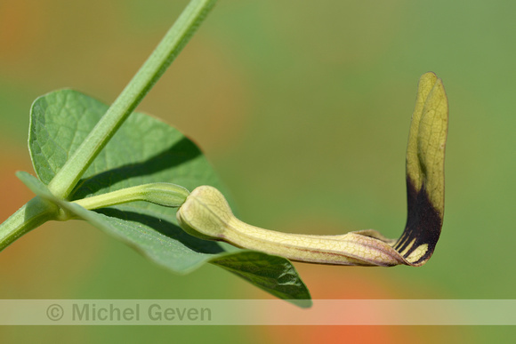 Smearwort; Aristolochia rotunda