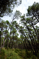 Zeeden; Maritime pine; Pinus pinaster