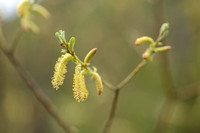 Grijze wilg - Olive Willow - Salix elaeagnos