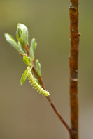 Grijze wilg; Olive Willow; Salix elaeagnos; Hoary willow; Rosema