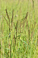 Duinriet; Wood small-reed; Calamagrostis epigeios;