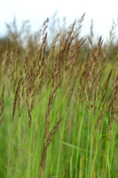Duinriet; Wood small-reed; Calamagrostis epigeios