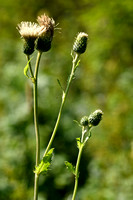 Moesdistel x Kale jonker; Cirsium x hybride