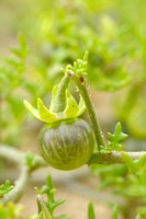 Driebloemige Nachtschade; Solanum triflorum; Cut-leaved Nightsha